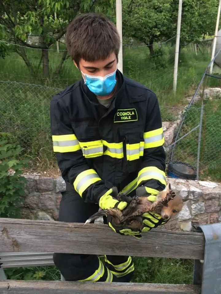 volpe soccorsa a villamontagna