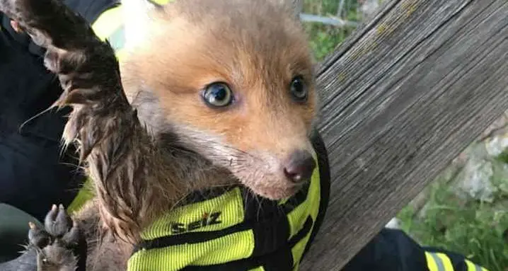 Cucciolo di volpe salvato dai pompieri di Cognola: era incastrato in una conduttura