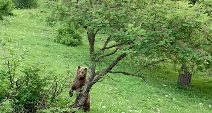Ricorso urgente al Tar del ministro Costa per salvare l'orsa JJ4 da lui ribattezzata Gaia E' scontro con la Provincia di Trento
