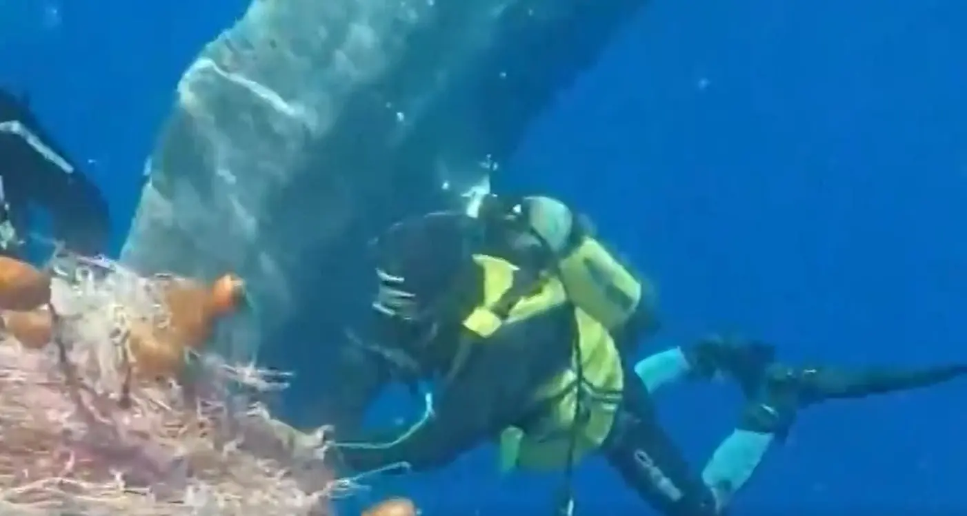 Il capodoglio intrappolato nella rete e salvato dalla Guardia costiera - Video