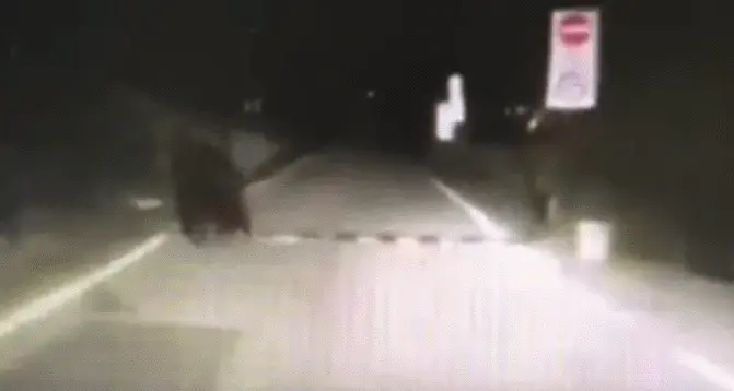 Insegue un orso in auto e quasi lo investe: il video a Nago Torbole