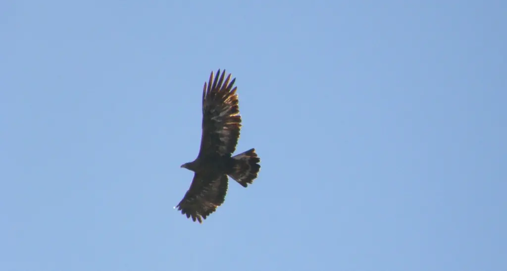 Un'aquila uccisa nel nido mentre covava due uova: la Lac chiede un'indagine