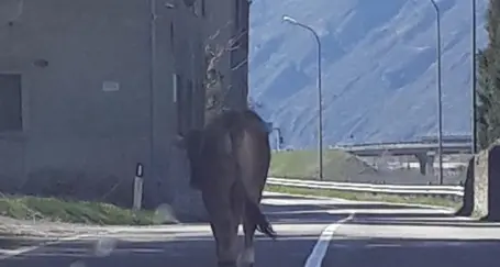La mucca Giuseppina a spasso per le strade di Acquaviva
