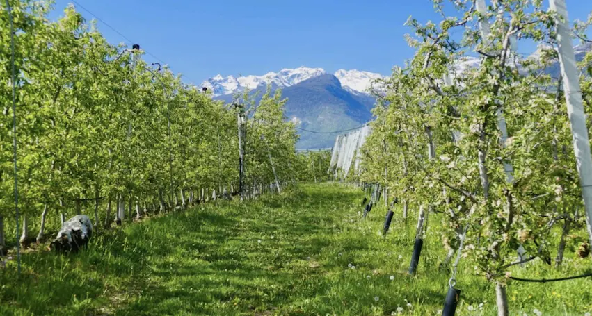 Campodenno, campi \"bruciati\" col diserbante a Daniele Paoli, presidente del Consorzio Irriguo