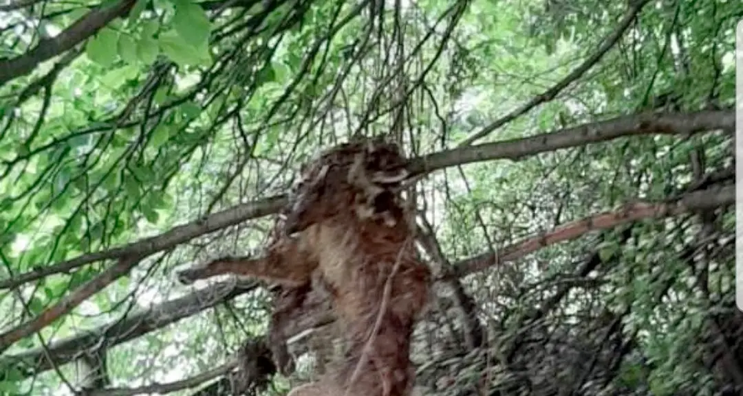 Un cane o una volpe trovato su un albero a Lizzana: indagini in corso