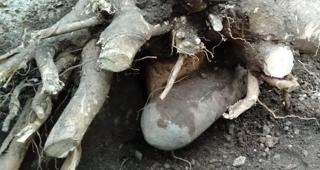 Sistema una pianta in giardino Tra le radici spunta una bomba