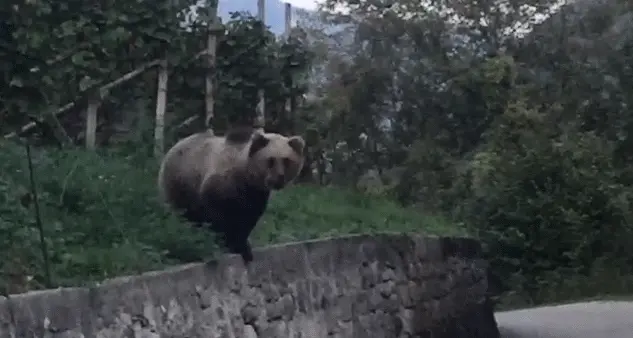 Faccia a faccia con l'orso: in un frutteto del Banale senza paura dell'auto - VIDEO