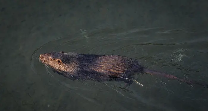 L'invasione delle specie aliene dai gamberi alle nutrie in Italia è un vero SOS