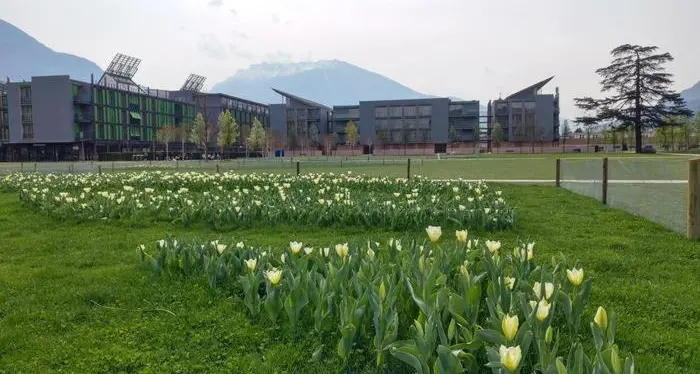 Tulipani nel parco Michelin: fioritura in diretta streaming