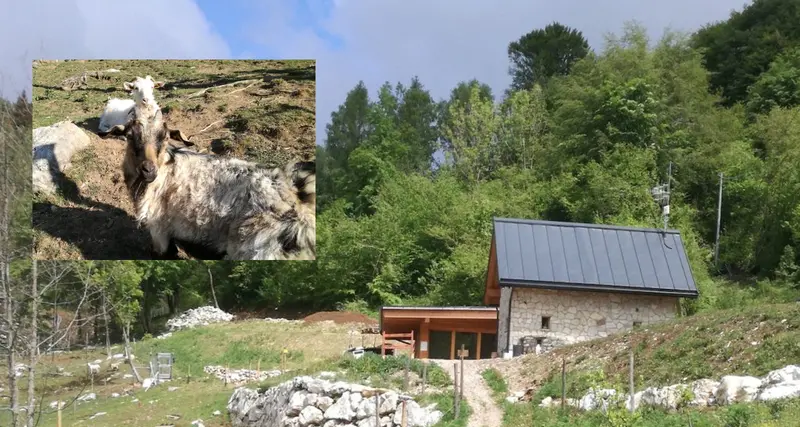 Ecco come convivono lupi e allevamenti Il Cai premia un'azienda bellunese che protegge adeguatamente le capre