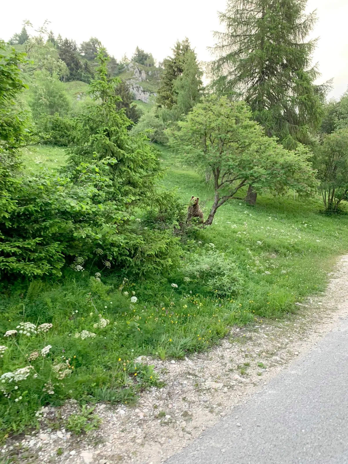 Orso avvistato da un ciclista sul Peller pochi giorni dopo l'aggressione dei Misseroni
