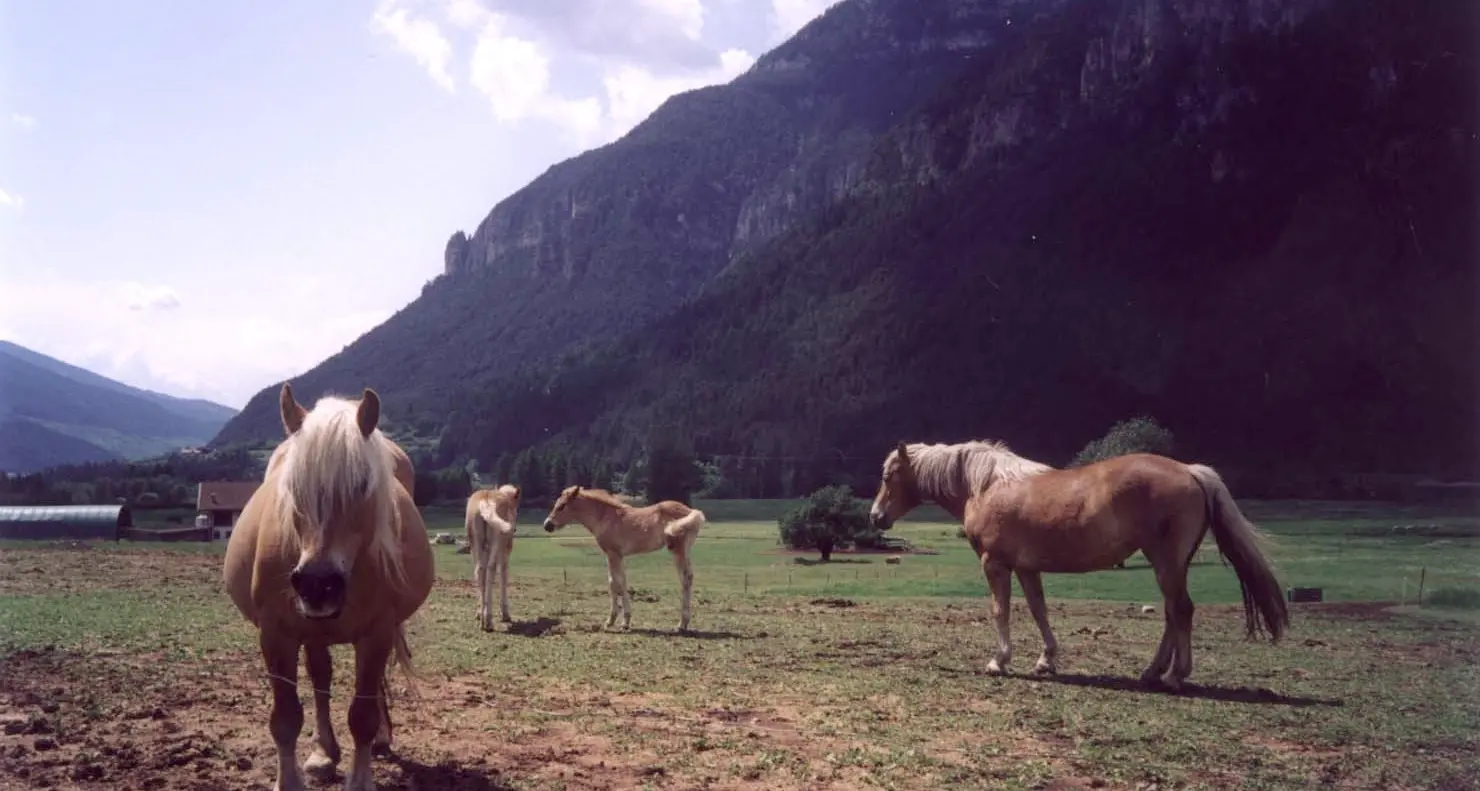 Undici cavalli Haflinger fuggiti dal recinto sono morti in un burrone