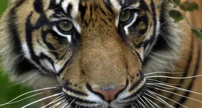 Coronavirus: una tigre dello zoo del Bronx a New York è risultata contagiata