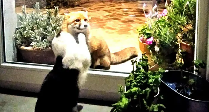 Il gatto e la volpe: un'amicizia nata nei giorni di quarantena
