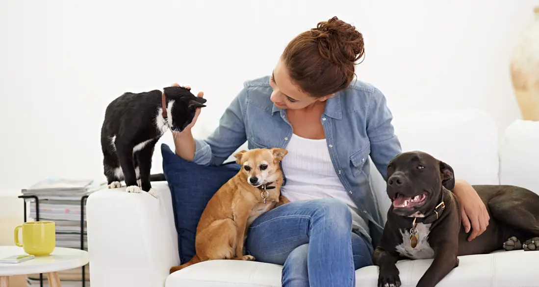 Quattro incontri per imparare a convivere con i cani