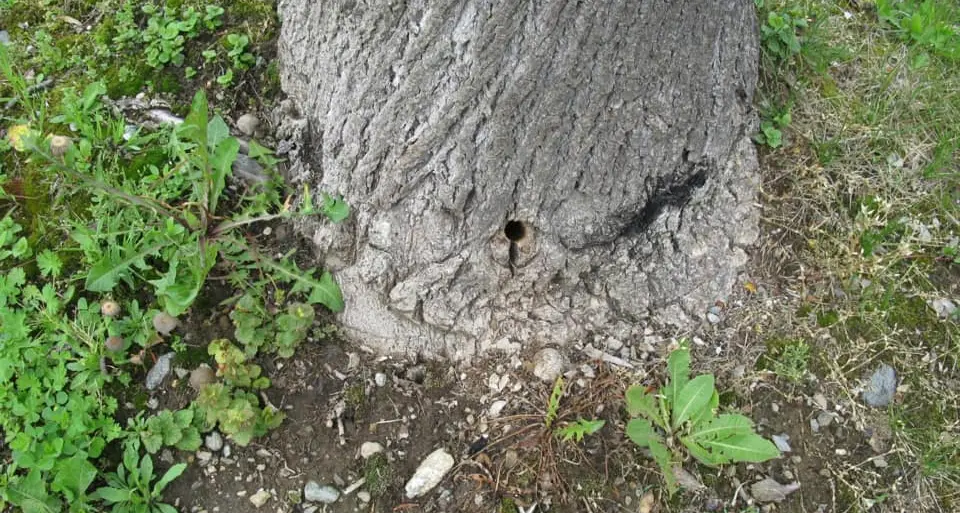 Due buchi alla base: avvelenati due alberi nel centro di Caldonazzo