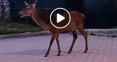La cerva ghiotta di mele arriva fino all'ingresso dell'hotel - VIDEO