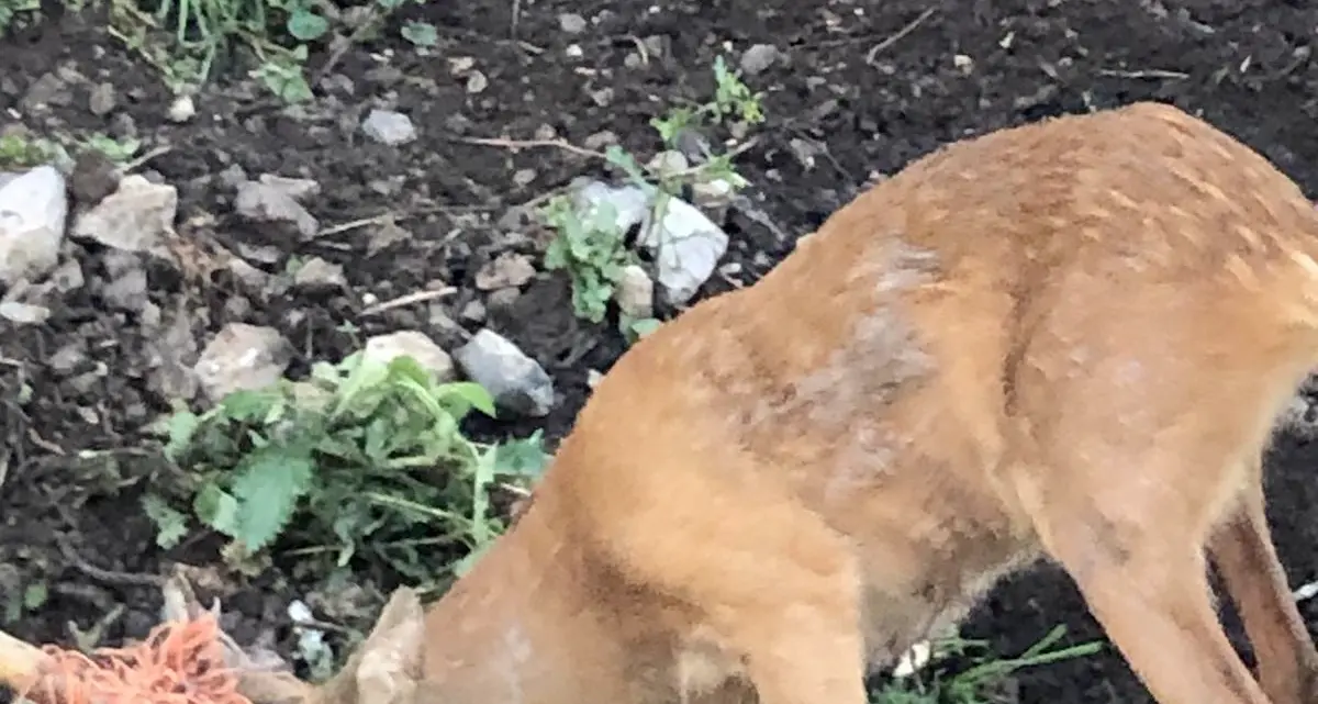 Salvato un capriolo incastrato nella rete