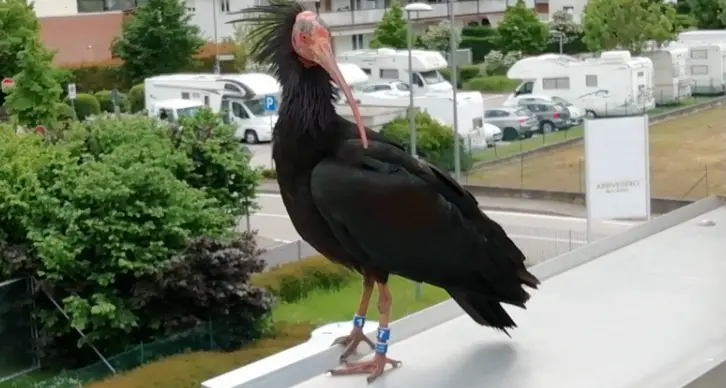 L'Ibis Eremita torna sul balcone a Mattarello - Video