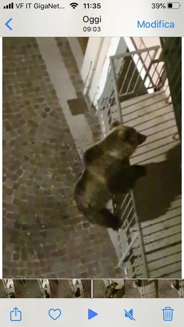 L'orso che ha varcato il confine ed è finito in sinistra Adige