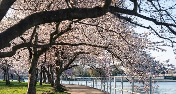 Quest'anno primavera anticipata l'equinozio è stato il 20 marzo