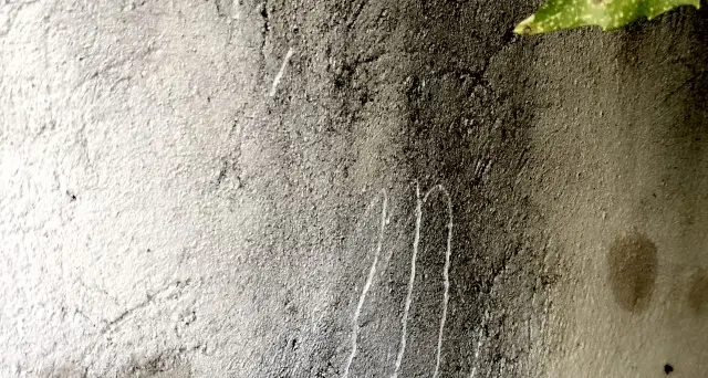 «Eravamo sul divano a guardare la tv l'orso ha spaccato la finestra per entrare» il racconto della coppia di Calliano
