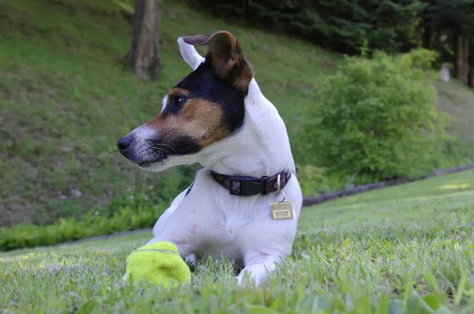 AGGRESSIONE CANE RIVA DEL GARDA