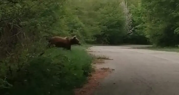 Avvistato un orso sul Gran Sasso e il sindaco festeggia: «Grande opportunità turistica»