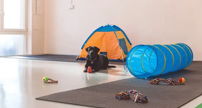 Asili per i cani con ludoteca e centro benessere