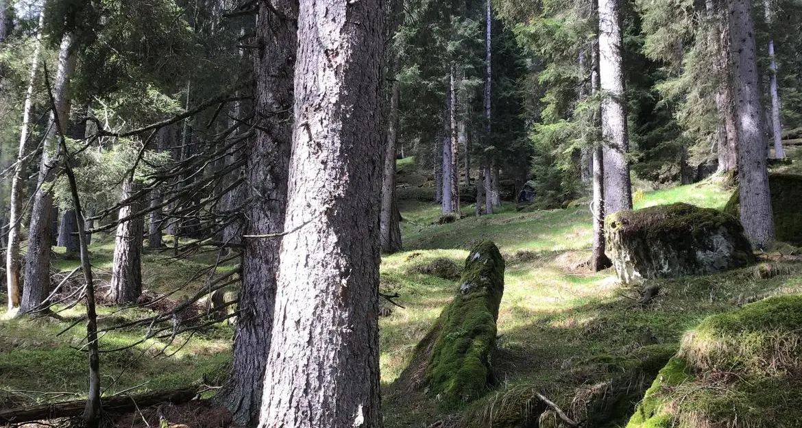 Strada Crel-Scanaiol: lo stop della Provincia dopo i rilievi della Forestale nell'area dei tetraonidi