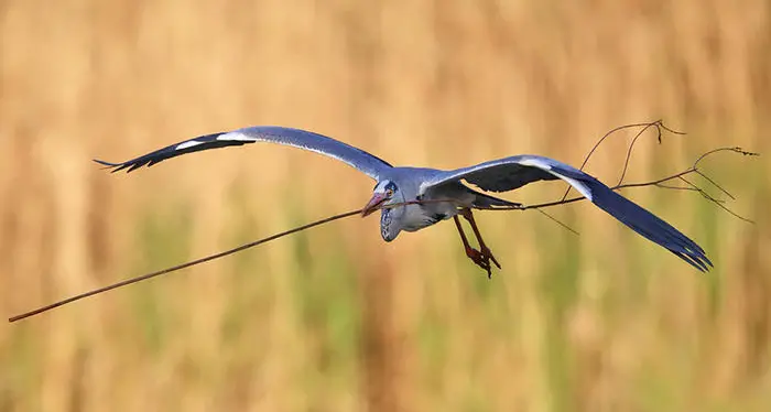 \"Natura 2000 Day\", oggi maratona online con la Lipu