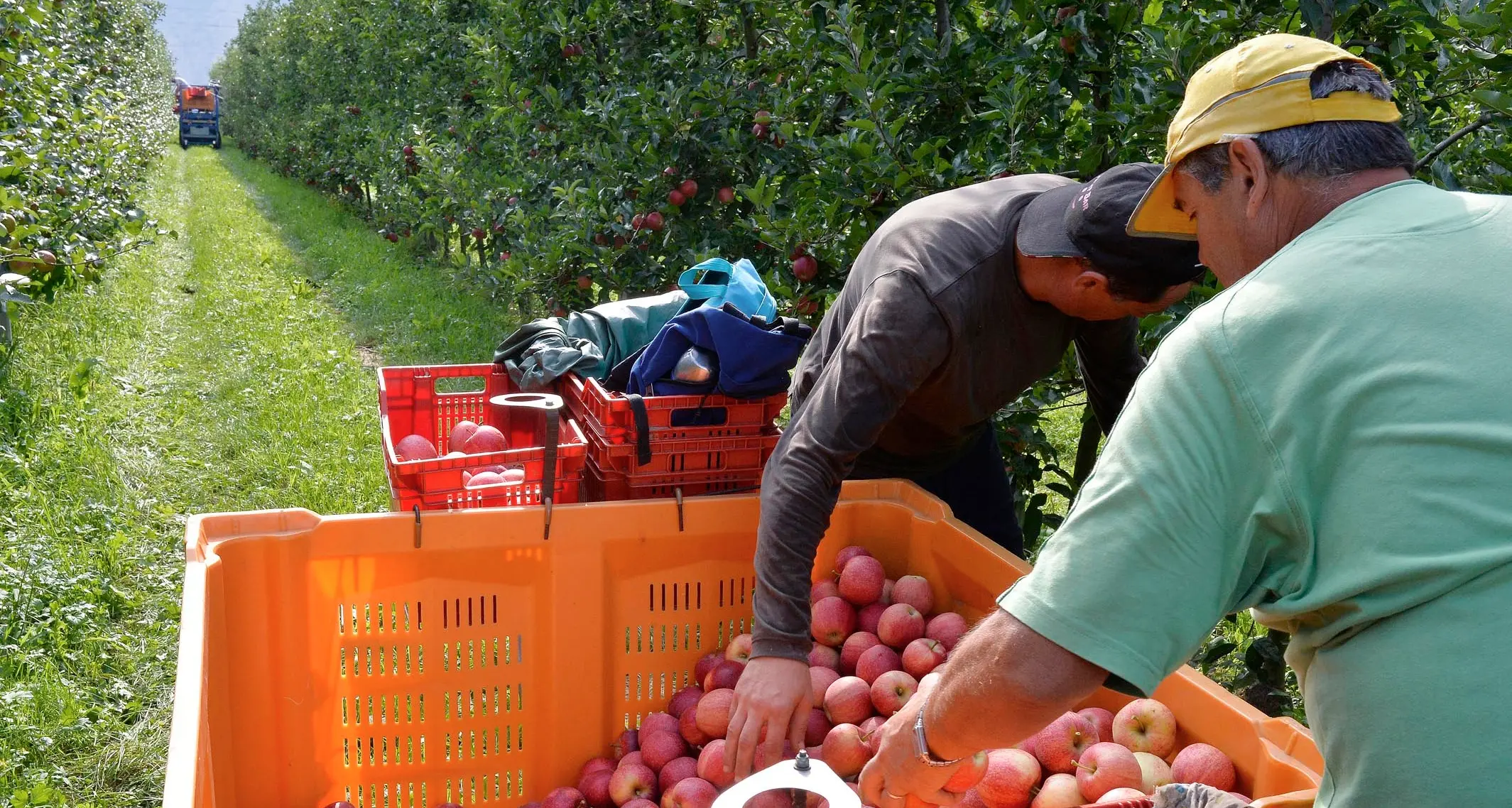 Stagionali agricoli, la ministra tra la Provincia che vuole i voucher e i sindacati che sono contrari