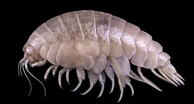 Scoperto nuovo piccolo crostaceo, ha già tracce di plastica