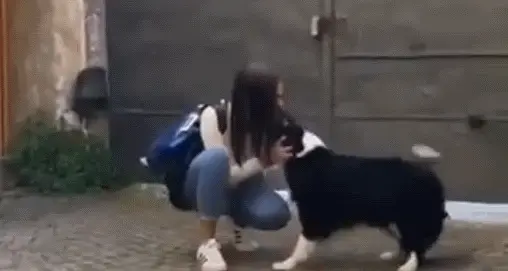 Dopo due mesi di quarantena la cagnolona rivede la padrona: ecco come l'ha accolta - VIDEO