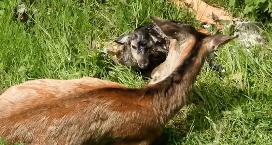 Un cerbiatto viene al mondo nel giardino di una casa: i minuti dopo il parto - VIDEO