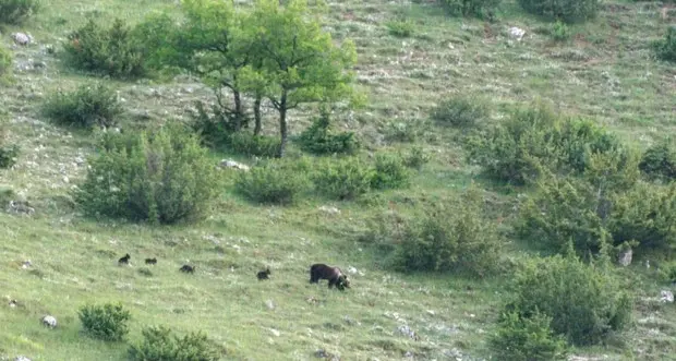 Orsa a spasso con quattro cuccioli nel Parco d'Abruzzo