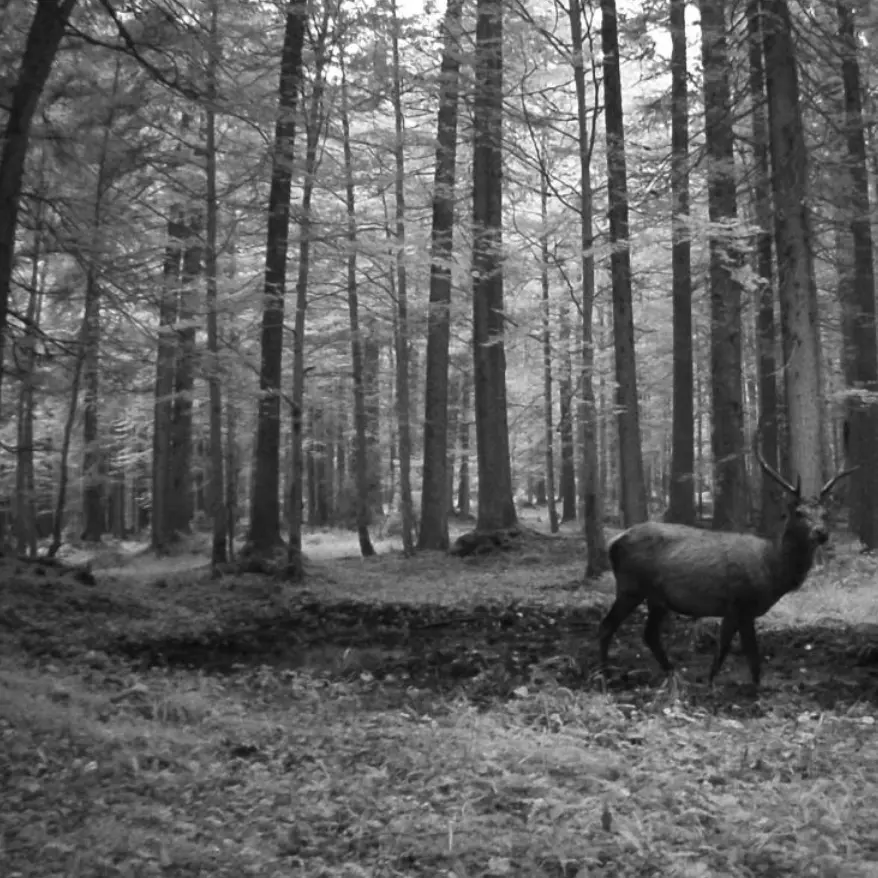 Il re del bosco: il cervo