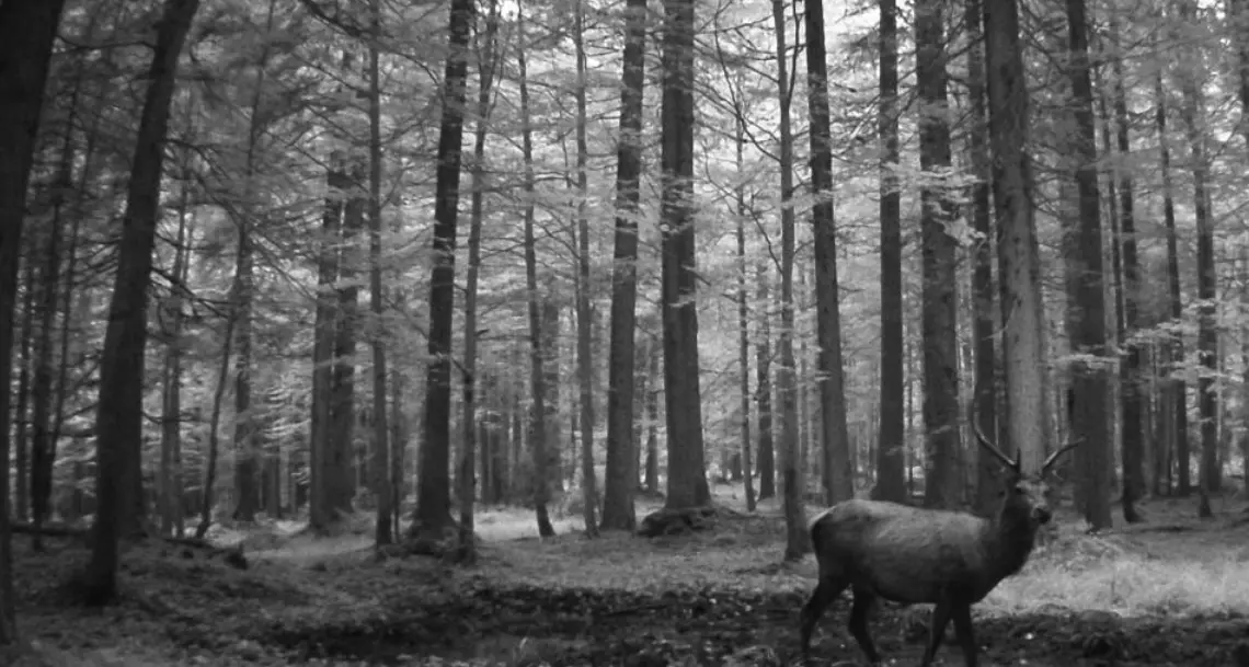 Il re del bosco: il cervo