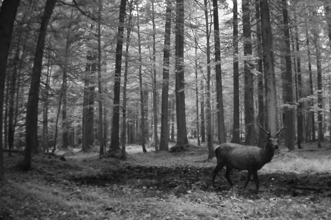 Il re del bosco: il cervo