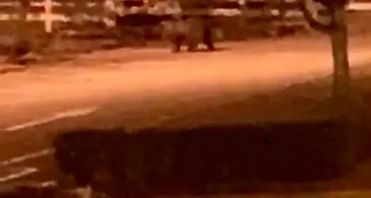 L'orso passeggia per Molveno ripreso da vicino da un pedone è tornato in centro - VIDEO