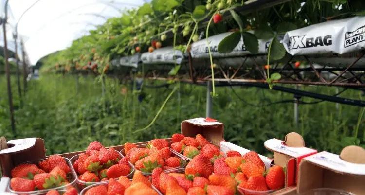 Decreto flussi: via libera a 18 mila stagionali stranieri per l'agricoltura: soddisfazione di Coldiretti