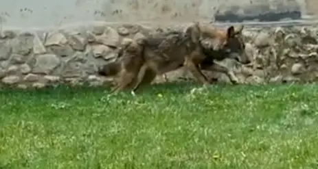 La lupa prigioniera in un pozzo Per giorni senza cibo né acqua È stata salvata e curata - Video