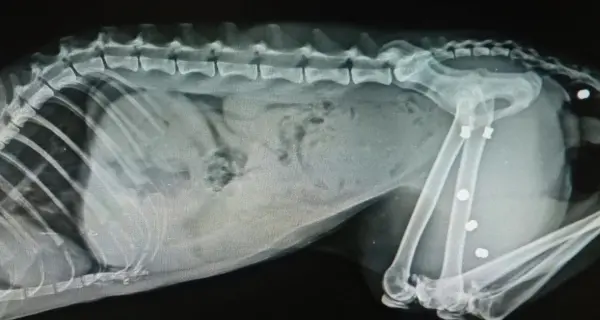 Dopo i bocconi, gli spari Un gatto impallinato a Seio di Sarnonico
