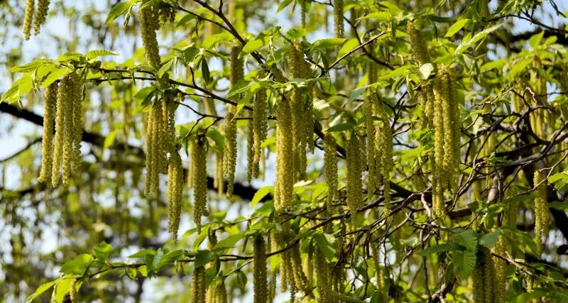 Stagione nera per gli allergici: pollini sei volte oltre la media dopo il carpino, ora le graminacee