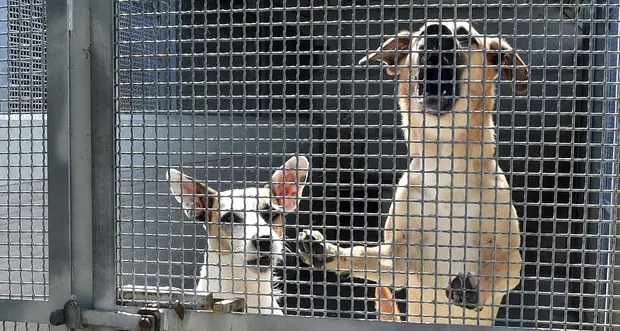 Quegli affidi di cani dal Sud al Trentino: ma con quali garanzie?