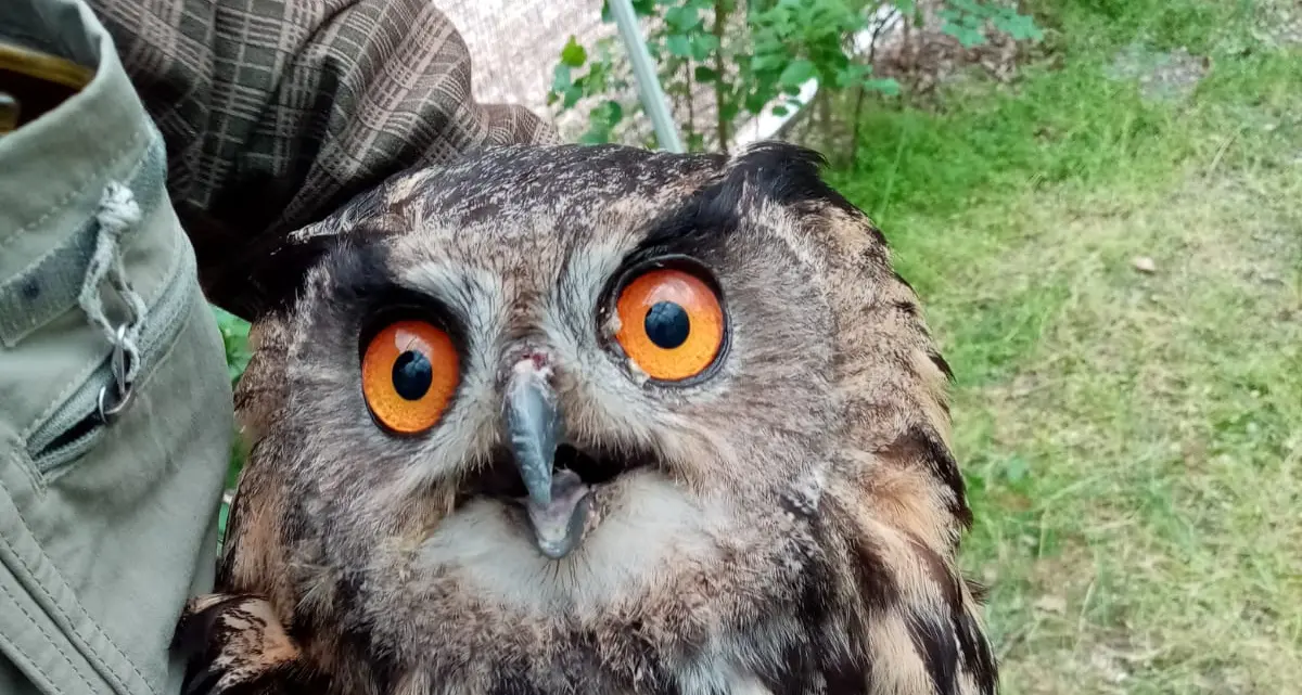 Il Gufo reale torna a volare nel Parco Adamello Brenta dopo un mese di cure - VIDEO