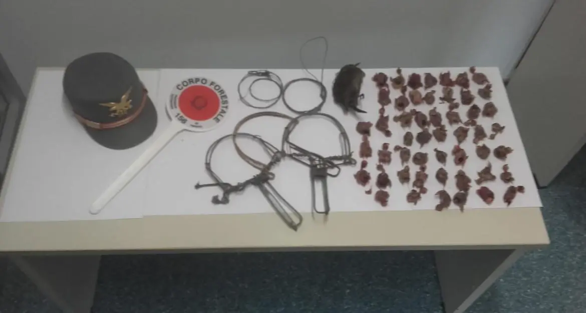 Bracconiere sul Monte Calisio con lacci, tagliole e vischio denunciato dalla Forestale