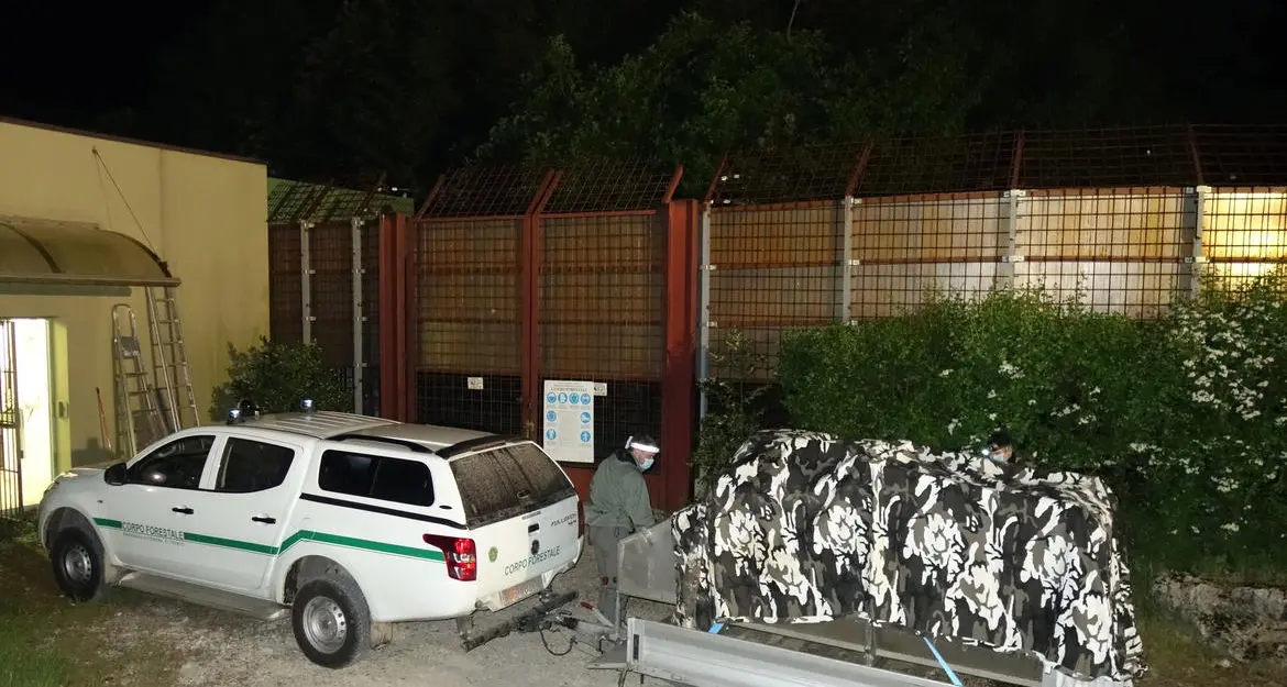 La cattura di M49? Legittima. Il Tar respinge il ricorso della Lega Difesa del Cane