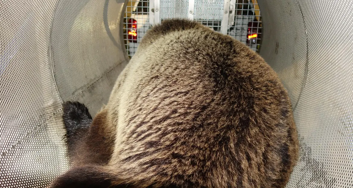 Raccolte 53mila firme per liberare l'orso M49: \"Pronti a denuciare Fugatti\"