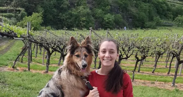 Bocconi con i chiodi buttati in giardino contro un cane